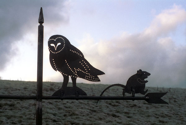 Owl and retiring rat. (1995)